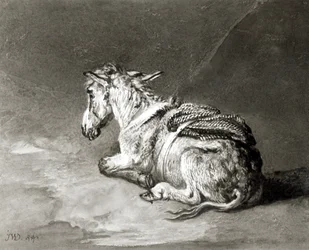 Donkey at Rest